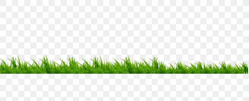 Lawn Meadow Brand Green, PNG, 3780x1536px, Lawn, Brand, Family, Grass, Grass Family Download Free
