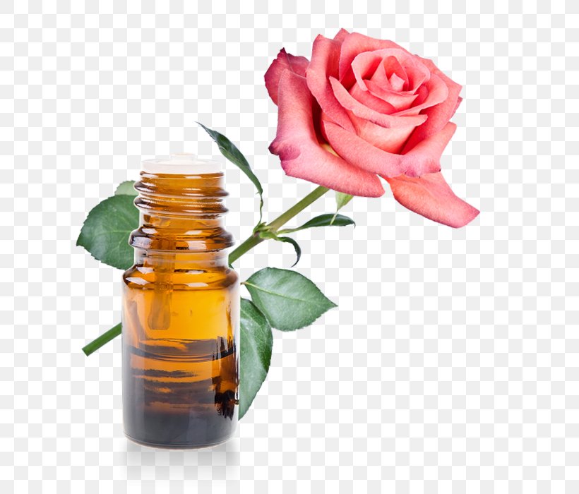 Rose Oil Rose Water Essential Oil Herbal Distillate, PNG, 700x700px, Rose Oil, Aromatherapy, Bottle, Coconut Oil, Cut Flowers Download Free