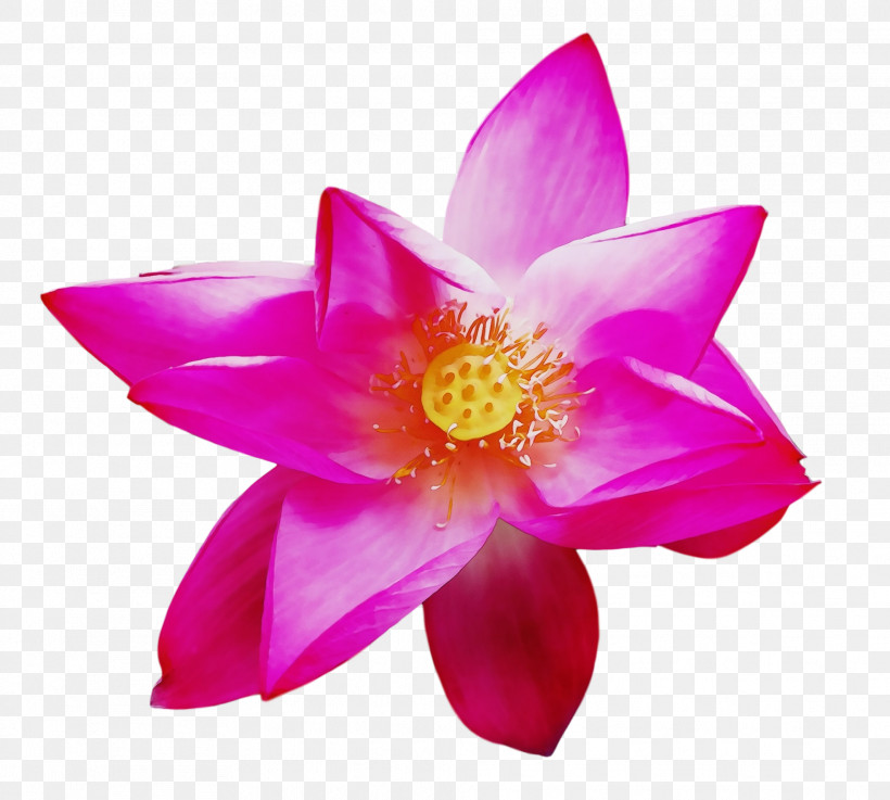 Sacred Lotus Lotus-m, PNG, 1971x1773px, Watercolor, Lotusm, Paint, Sacred Lotus, Wet Ink Download Free