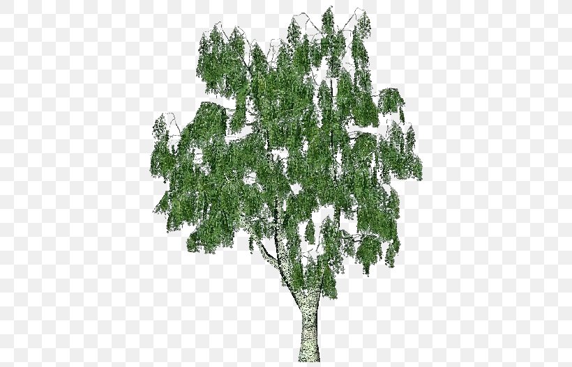 Silver Birch Scots Pine Trunk Tree Bark, PNG, 750x527px, Silver Birch, Bark, Birch, Birch Bark, Branch Download Free