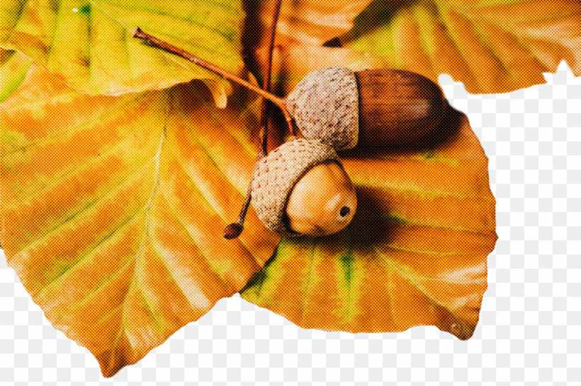 Still Life Photography Leaf Still Life Acorn 0jc, PNG, 1280x853px, Still Life Photography, Acorn, Biology, Fruit, Leaf Download Free