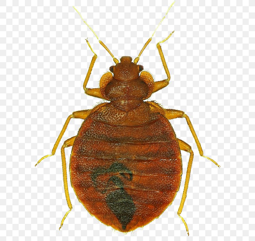 Lakewood Exterminating Bed Bug Control Techniques Pest Control Cockroach, PNG, 610x775px, Lakewood Exterminating, Arthropod, Bed, Bed Bug, Bed Bug Bite Download Free
