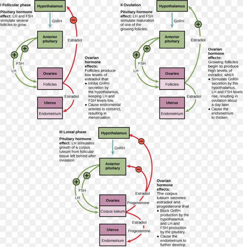 Menstrual Cycle Menstruation Female Reproductive System Follicle-stimulating Hormone Human Reproduction, PNG, 950x964px, Menstrual Cycle, Anterior Pituitary, Area, Diagram, Female Reproductive System Download Free