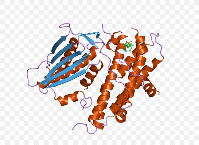 PDK2 Pyruvate Dehydrogenase Kinase Isozyme Art, PNG, 800x600px, Pyruvate Dehydrogenase Kinase, Art, Dehydrogenase, Enzyme, Food Download Free