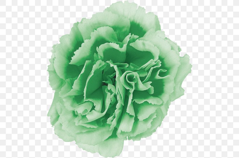 Cut Flowers Carnation Cabbage Rose Pink Flowers, PNG, 500x543px, Cut Flowers, Artificial Flower, Bud, Cabbage Rose, Carnation Download Free