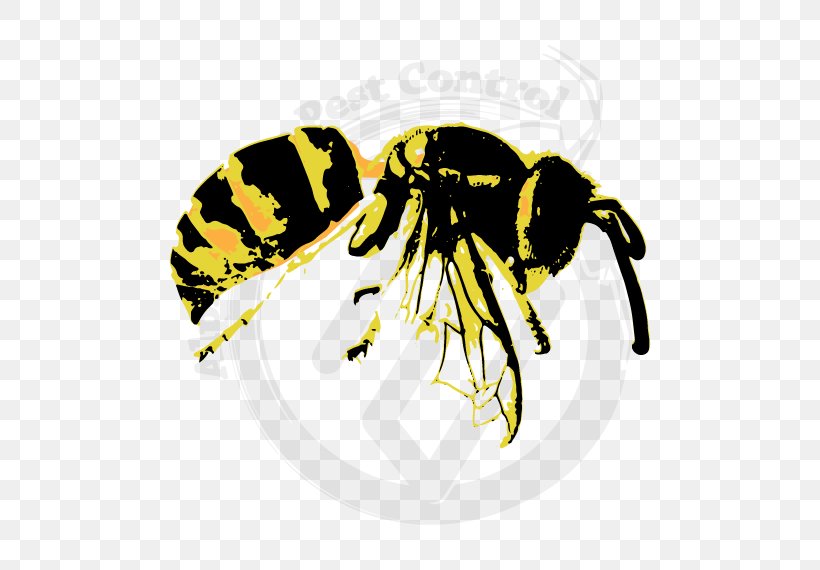 Hornet Bee Vespula Common Wasp, PNG, 570x570px, Hornet, Arthropod, Baldfaced Hornet, Bee, Common Wasp Download Free