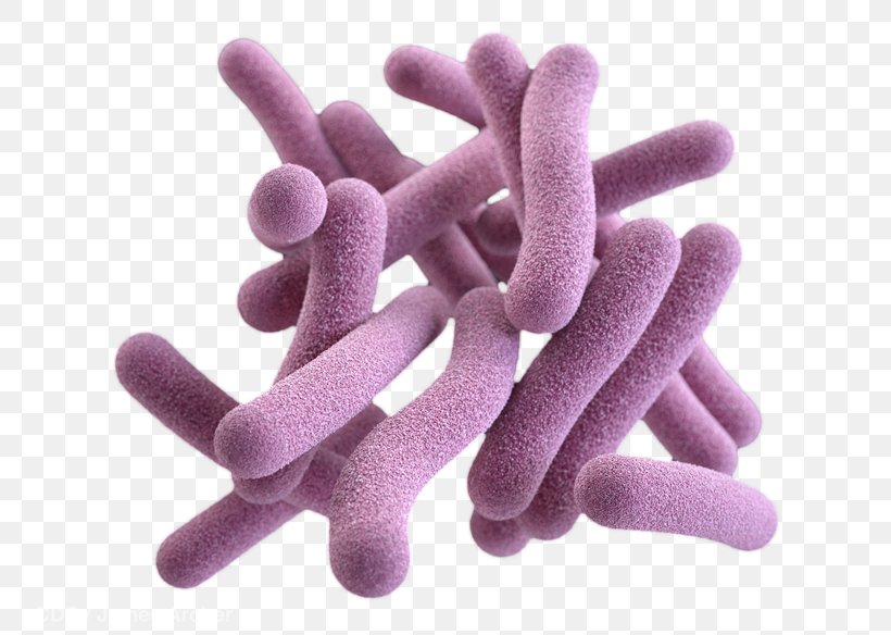 Pathogenic Bacteria Gram-positive Bacteria Fungus Mycobacterium Tuberculosis, PNG, 800x584px, Bacteria, Asexual Reproduction, Bacterial Vaginosis, Decomposer, Finger Download Free