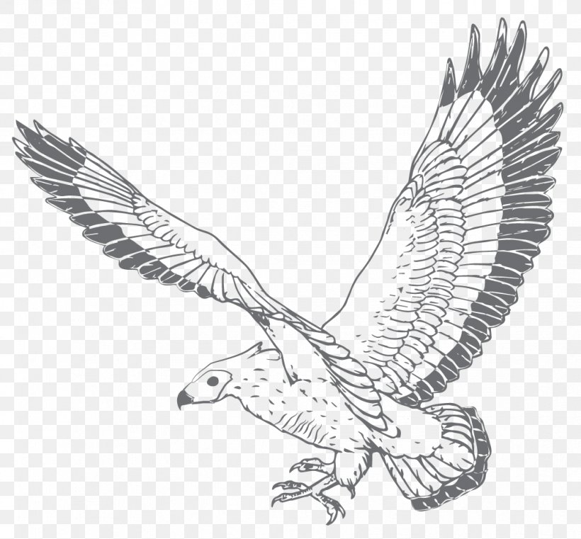 Bald Eagle Hawk Gin Vulture Distillation, PNG, 1033x959px, Bald Eagle, Accipitridae, Accipitriformes, Art, Beak Download Free