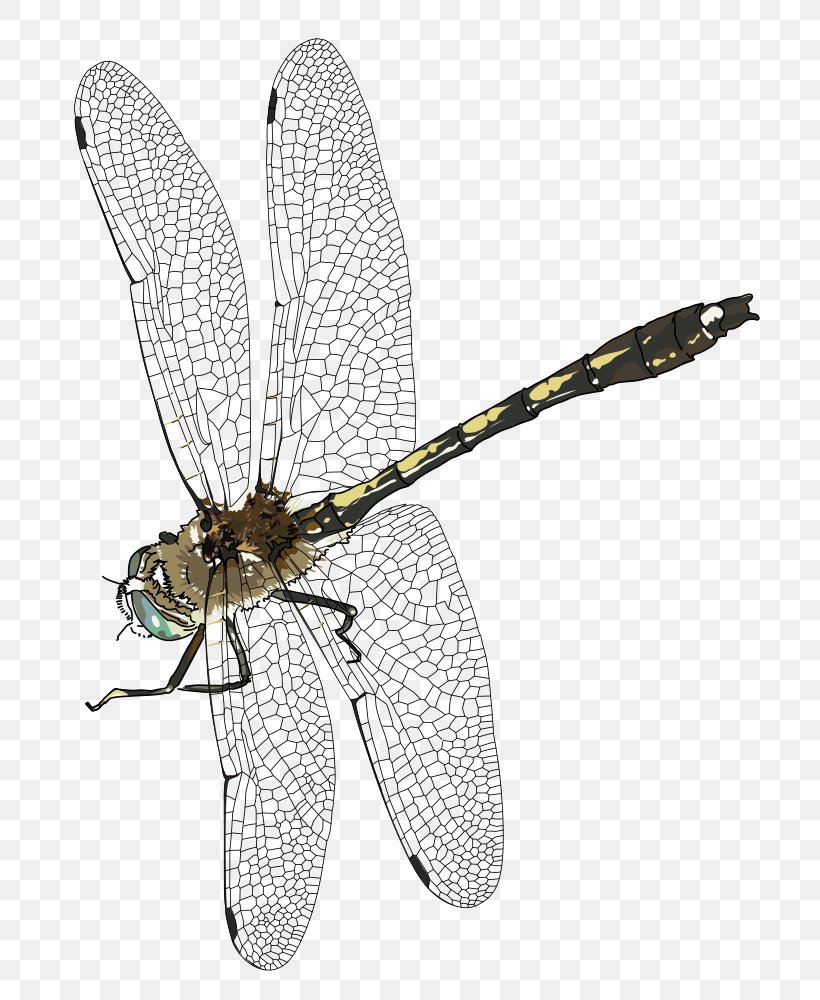 Dragonfly Clip Art, PNG, 743x1000px, Dragonfly, Arthropod, Dragonflies And Damseflies, Fly, Information Download Free
