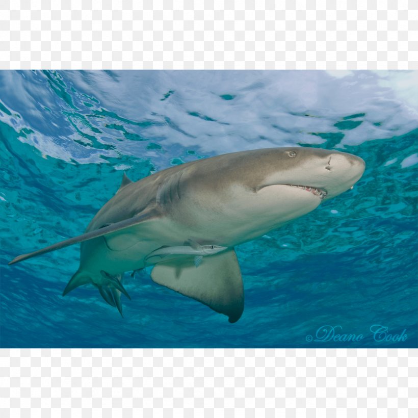 Great White Shark Tiger Shark Lemon Shark Remora, PNG, 1024x1024px, Great White Shark, Aqua, Bimini, Carcharhiniformes, Cartilaginous Fish Download Free