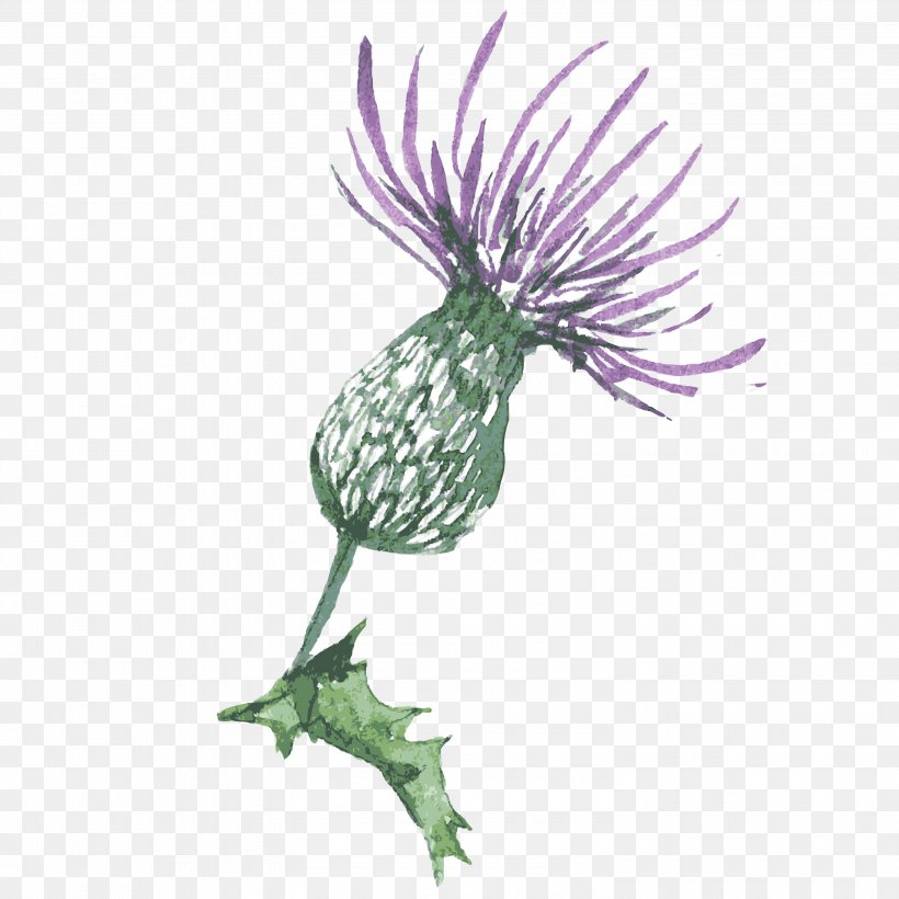 Silybum Thistle Image Clip Art, PNG, 3000x3000px, Silybum, Burdock, Daisy Family, Dandelion, Drawing Download Free