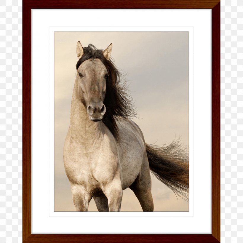 Desktop Wallpaper Arabian Horse Horses Free Live Wallpaper HD Mobile Phones Android, PNG, 1000x1000px, Arabian Horse, Android, Black, Bridle, Colt Download Free