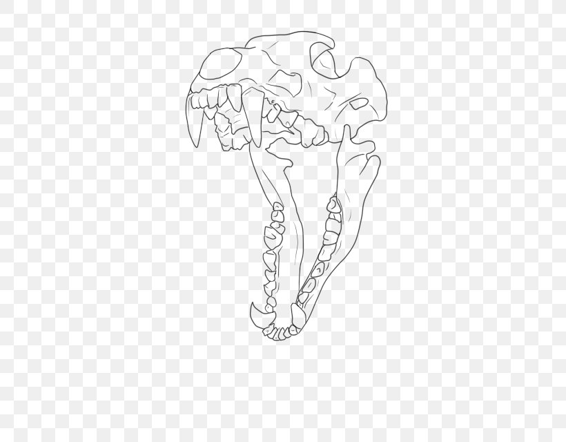 Drawing Skull Line Art Dog Anatomy, PNG, 427x640px, Drawing, Anatomy, Animal, Area, Arm Download Free