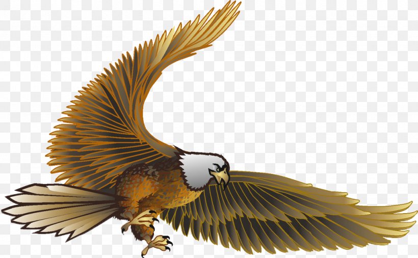 Eagle Cdr, PNG, 1024x632px, Eagle, Accipitriformes, Beak, Bird, Bird Of Prey Download Free