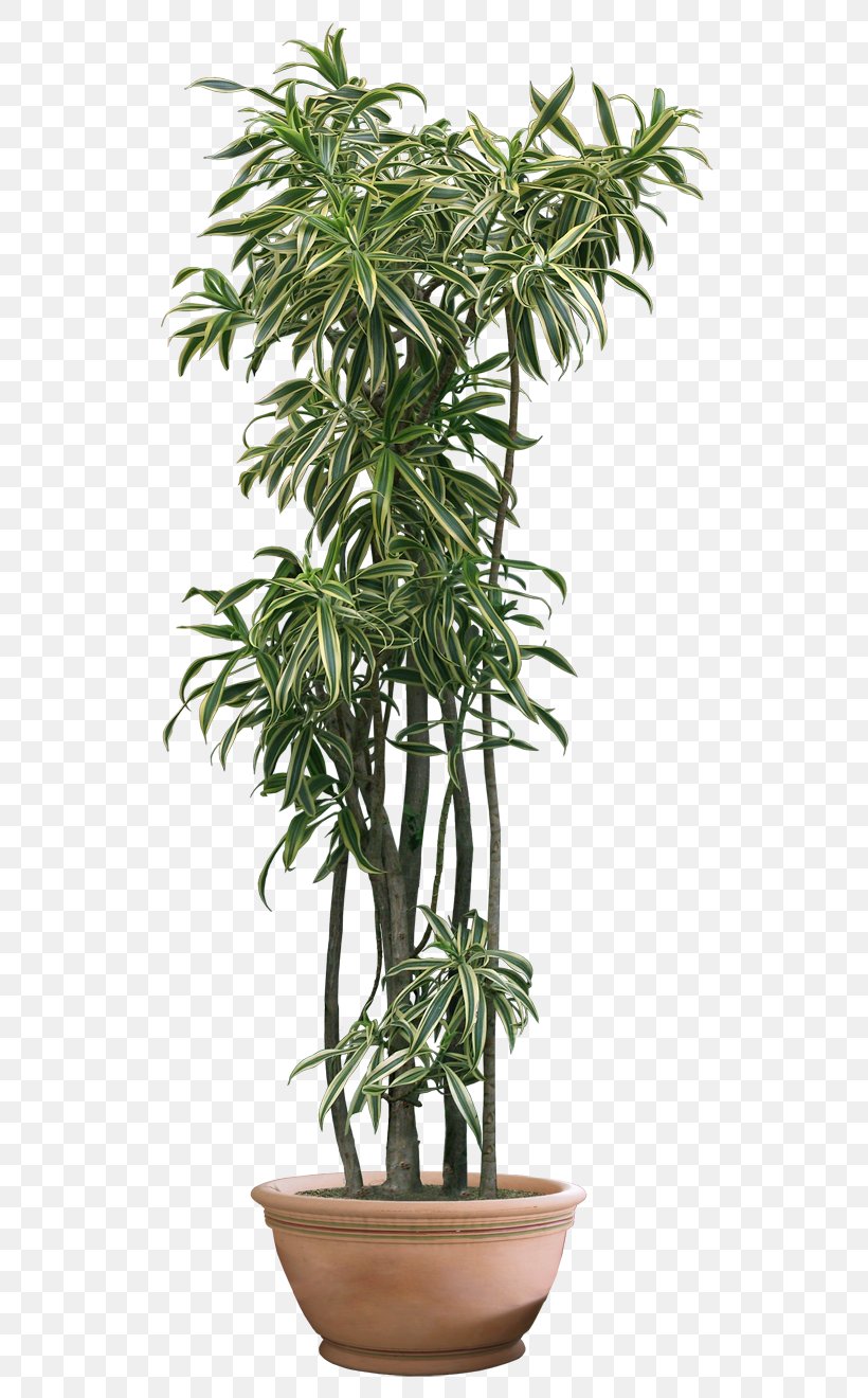 Houseplant Fiddle-leaf Fig, PNG, 600x1320px, Plant, Arecales, Evergreen, Fiddleleaf Fig, Flowerpot Download Free