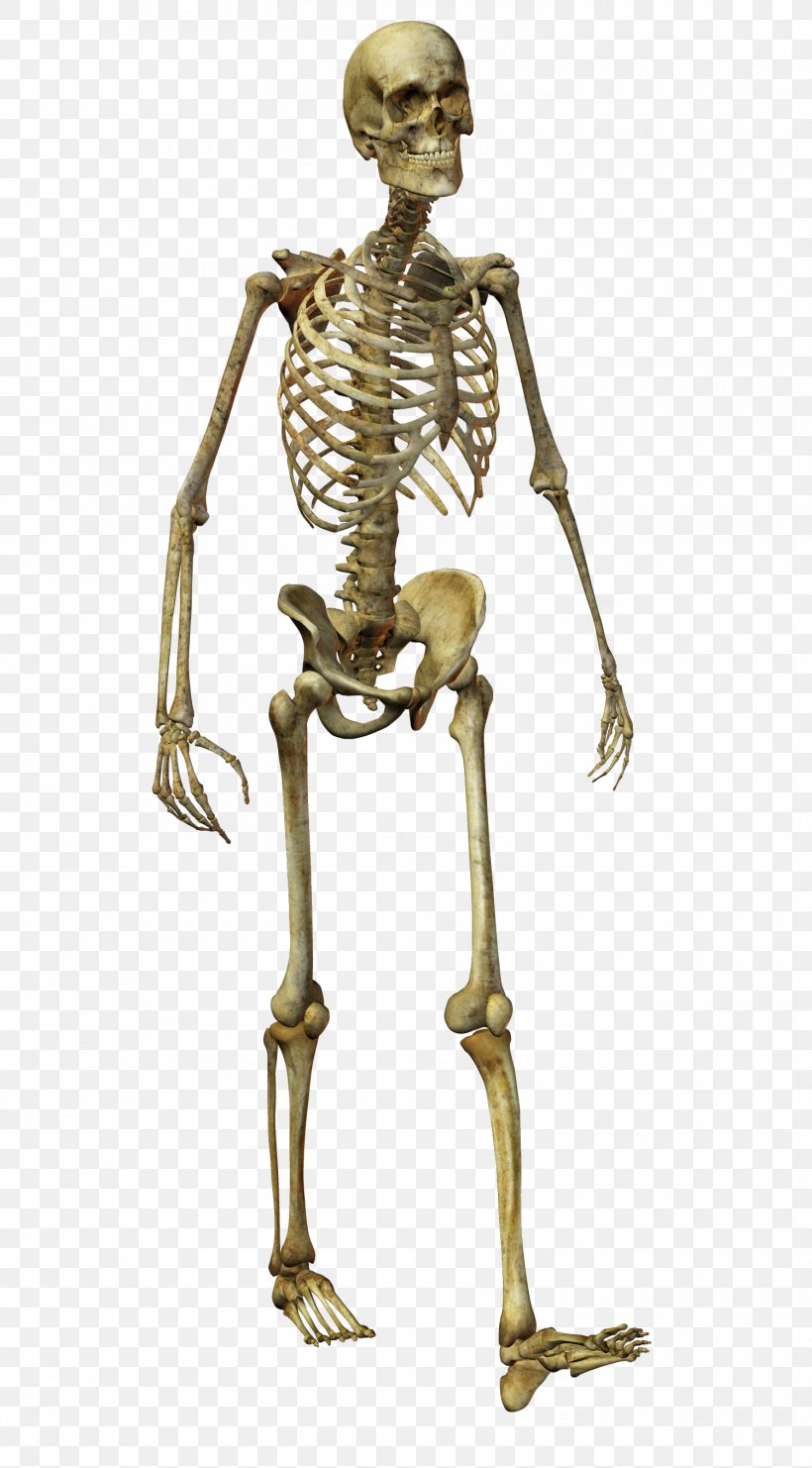 Human Skeleton Homo Sapiens Bone, PNG, 1500x2711px, Skeleton, Bone, Homo Sapiens, Human, Human Body Download Free