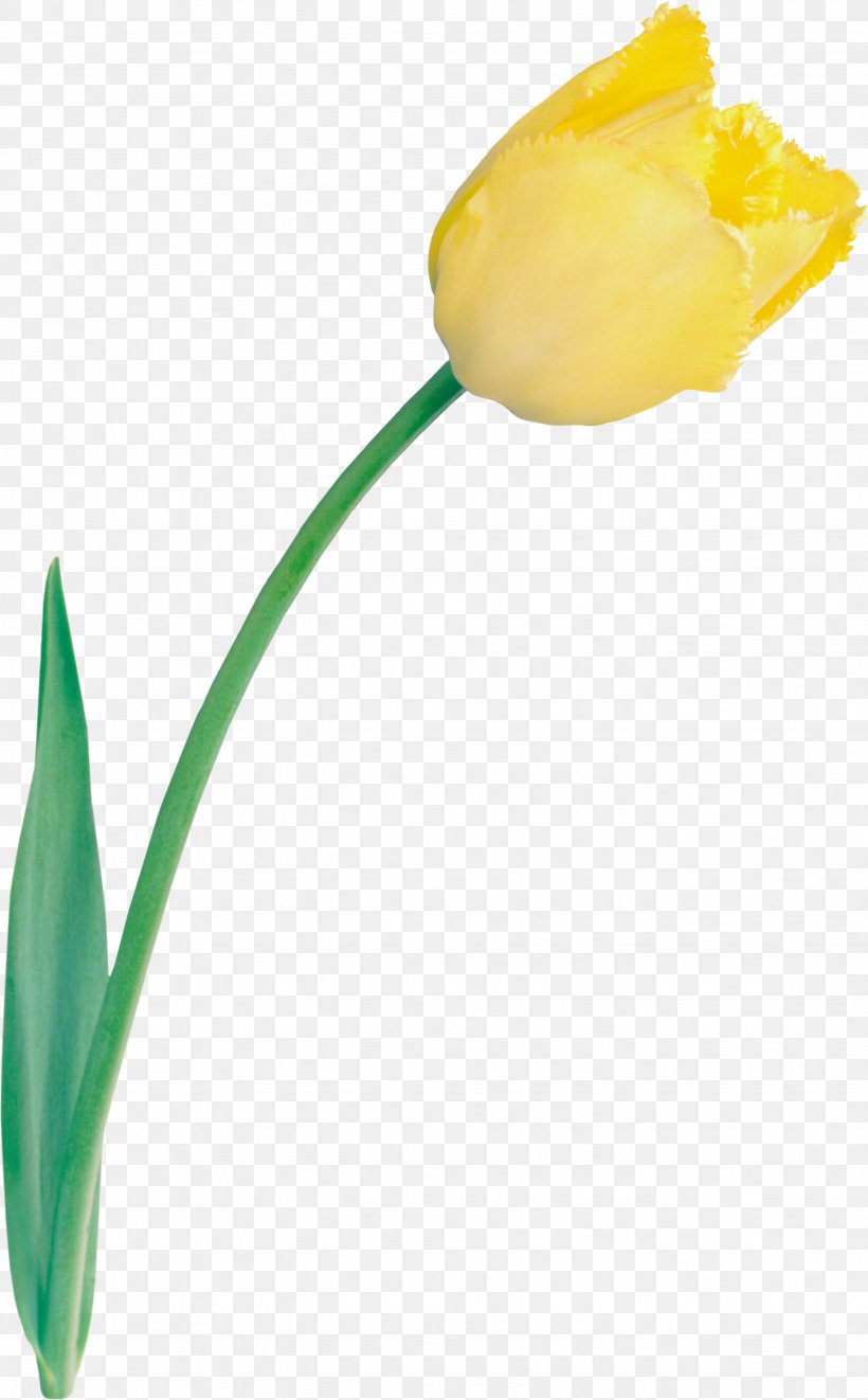Tulip Cut Flowers Yellow Clip Art, PNG, 2651x4275px, Tulip, Bud, Color, Cut Flowers, Flower Download Free