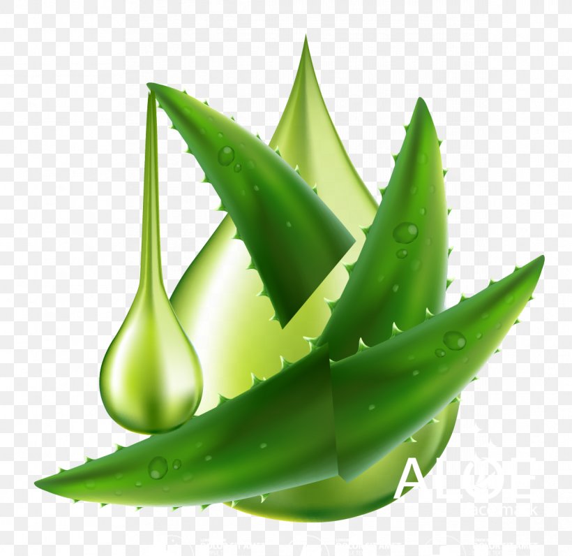 Aloe Vera Plant, PNG, 1192x1158px, Aloe Vera, Aloe, Element, Leaf, Pixel Download Free