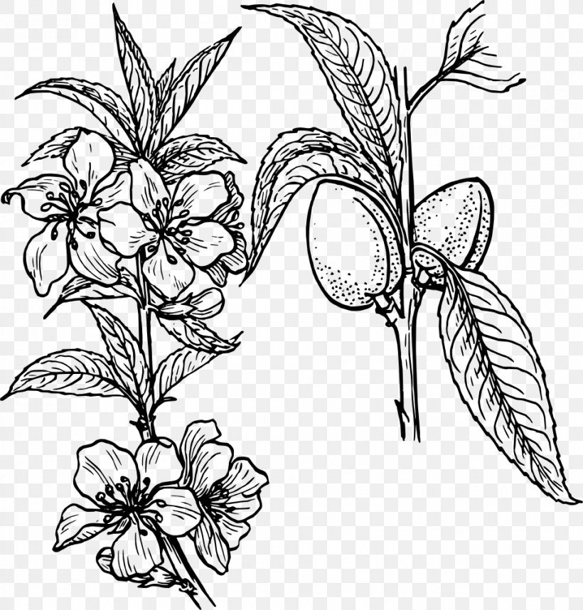 Drawing Line Art Plant Clip Art, PNG, 955x1000px, Drawing, Almond, Art, Artwork, Black And White Download Free