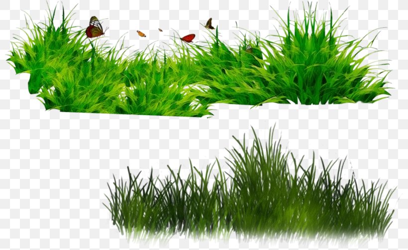 Green Grass Background, PNG, 800x503px, Watercolor, Aquarium Decor, Aquatic Plant, Dots Per Inch, File Size Download Free