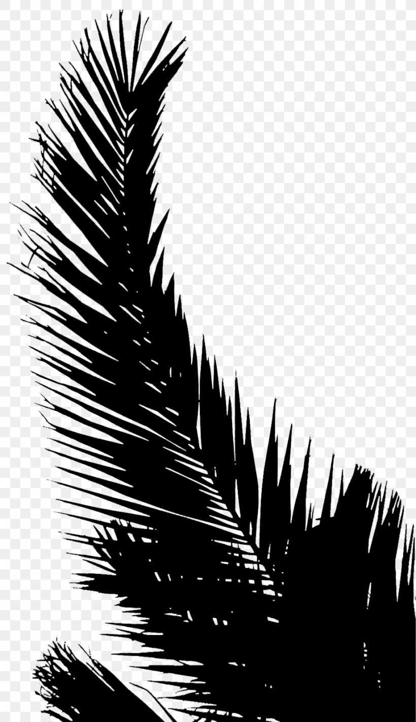 Palm Trees Line Silhouette Leaf Sky, PNG, 920x1594px, Palm Trees, Arecales, Attalea Speciosa, Blackandwhite, Botany Download Free