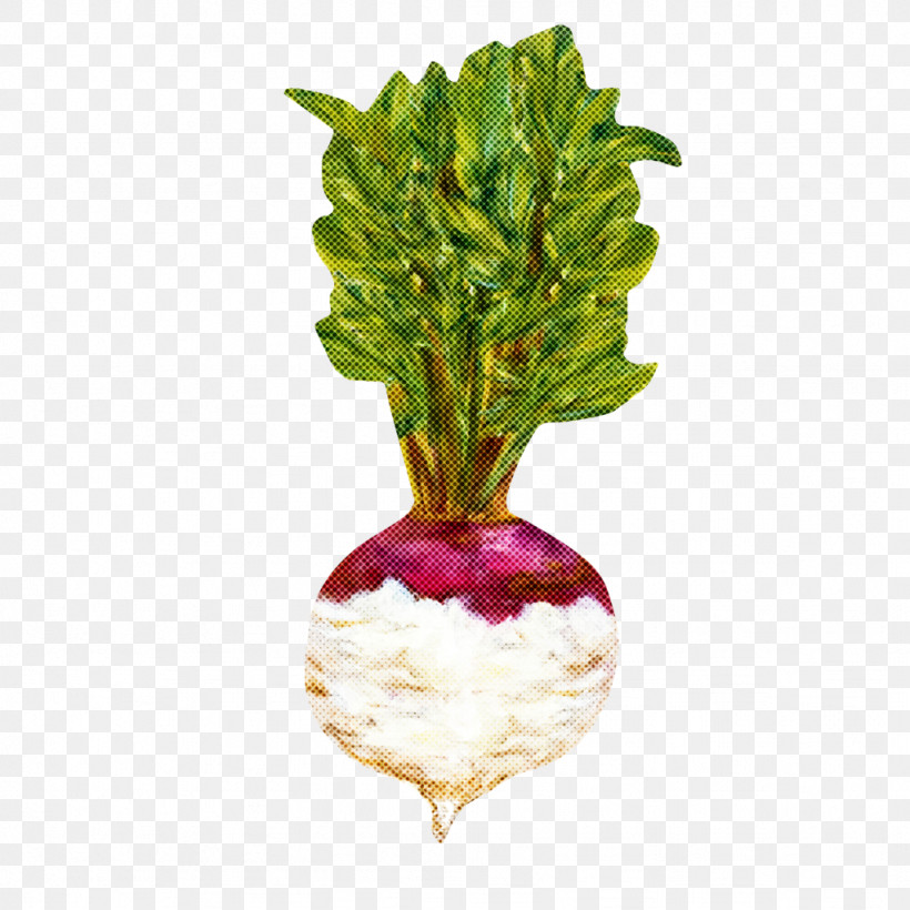 Leaf Vegetable Vegetable Radish-m Superfood Flowerpot, PNG, 1024x1024px, Leaf Vegetable, Biology, Flowerpot, Leaf, Plant Structure Download Free