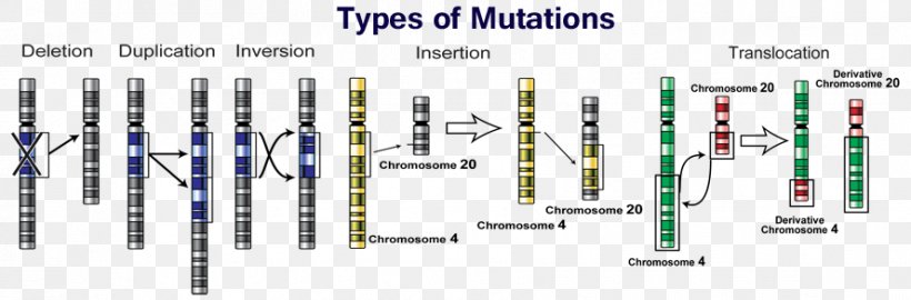 Point Mutation Genetics DNA, PNG, 888x293px, Mutation, Biology, Chromosome, Deletion, Diagram Download Free