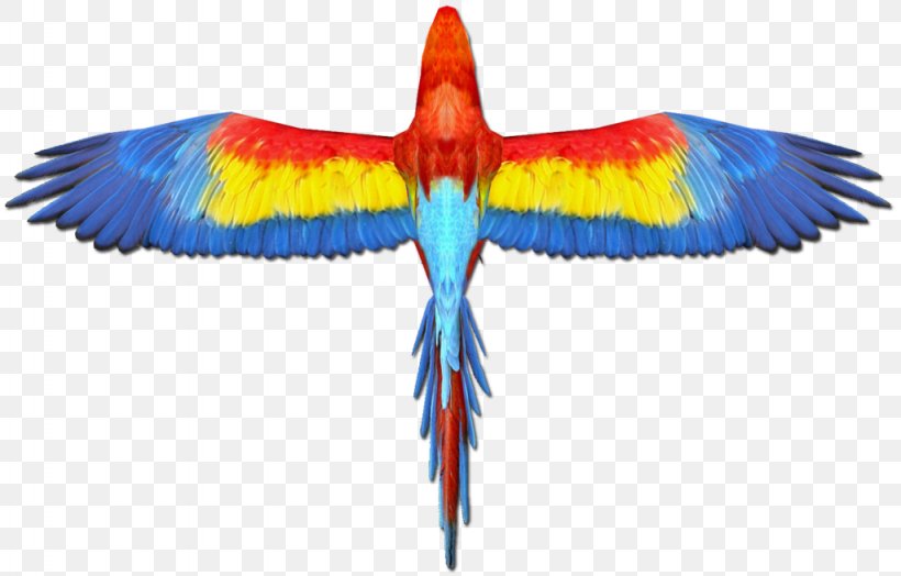 Scarlet Macaw Parrot Bird Wing, PNG, 1024x655px, Macaw, Beak, Bird, Blueandyellow Macaw, Catalina Macaw Download Free