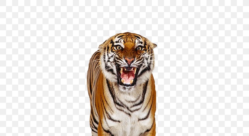 Bengal Tiger White Tiger Over The Shoulder Shot, PNG, 365x450px, Bengal Tiger, Bengal, Big Cat, Big Cats, Carnivoran Download Free