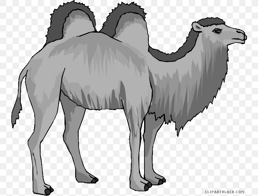 Clip Art Bactrian Camel Image Desert Free Content, PNG, 750x625px, Bactrian Camel, Animal, Arabian Camel, Black And White, Camel Download Free