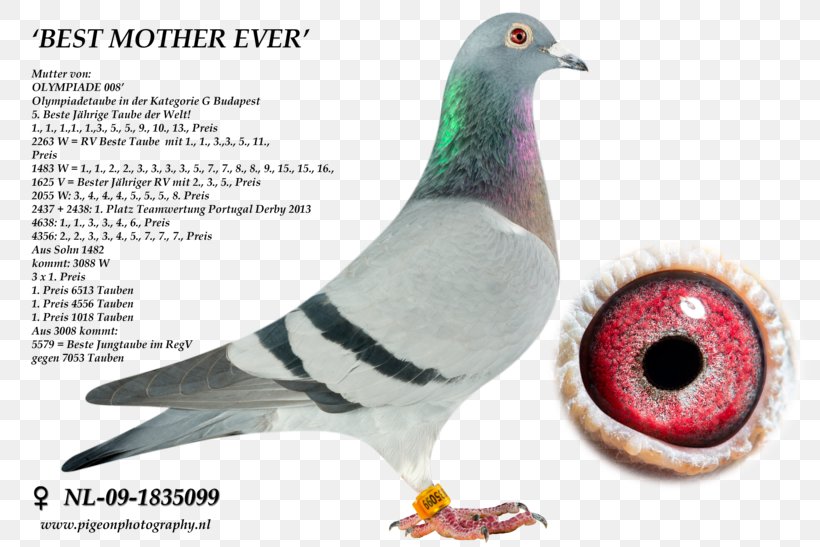 Columbidae Homing Pigeon Rock Dove Pigeon Racing Pigeon Keeping, PNG, 820x547px, Columbidae, Beak, Bird, Fauna, Feather Download Free