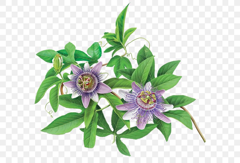 Green Tea Organic Food Flowering Tea Purple Passionflower, PNG, 600x560px, Tea, Bag, Cut Flowers, Flavor, Flower Download Free