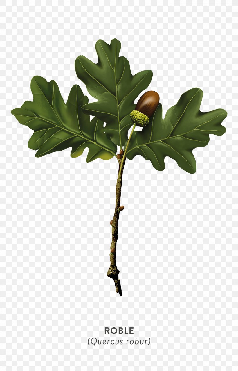 Oak Tree Leaf, PNG, 1400x2179px, Plants, Art Director, Californian White Oak, Chart, Exhibition Download Free