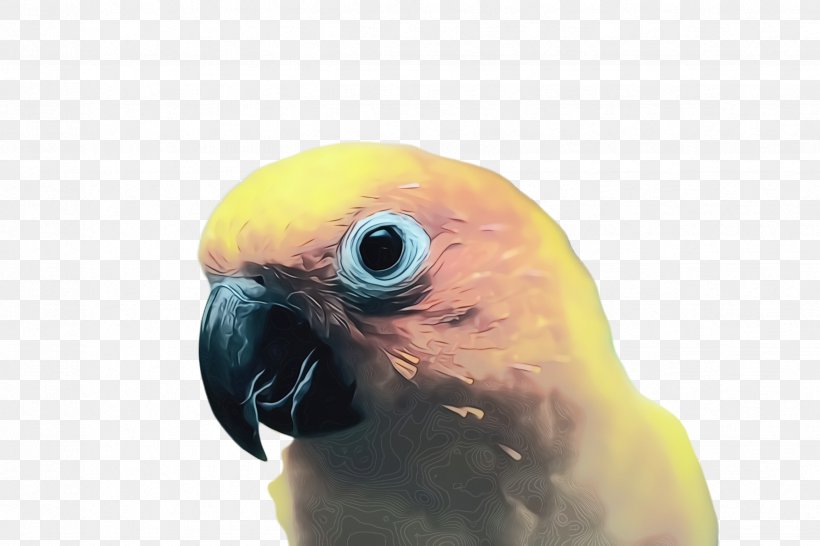 Colorful Background, PNG, 2448x1632px, Parrot, Beak, Bird, Budgie, Closeup Download Free