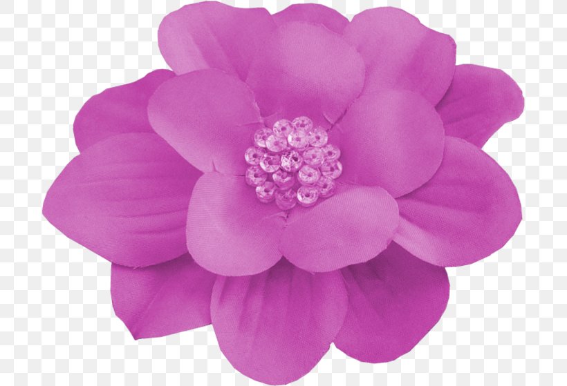 Dahlia Cut Flowers Pink M Rose Family, PNG, 699x559px, Dahlia, Cut Flowers, Flower, Flowering Plant, Lilac Download Free