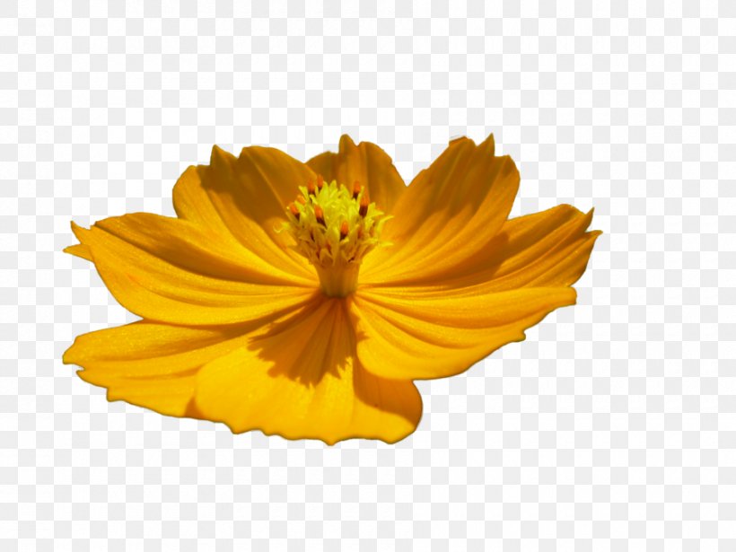Floral, PNG, 900x675px, Flower, Daisy Family, Deviantart, Orange, Petal Download Free