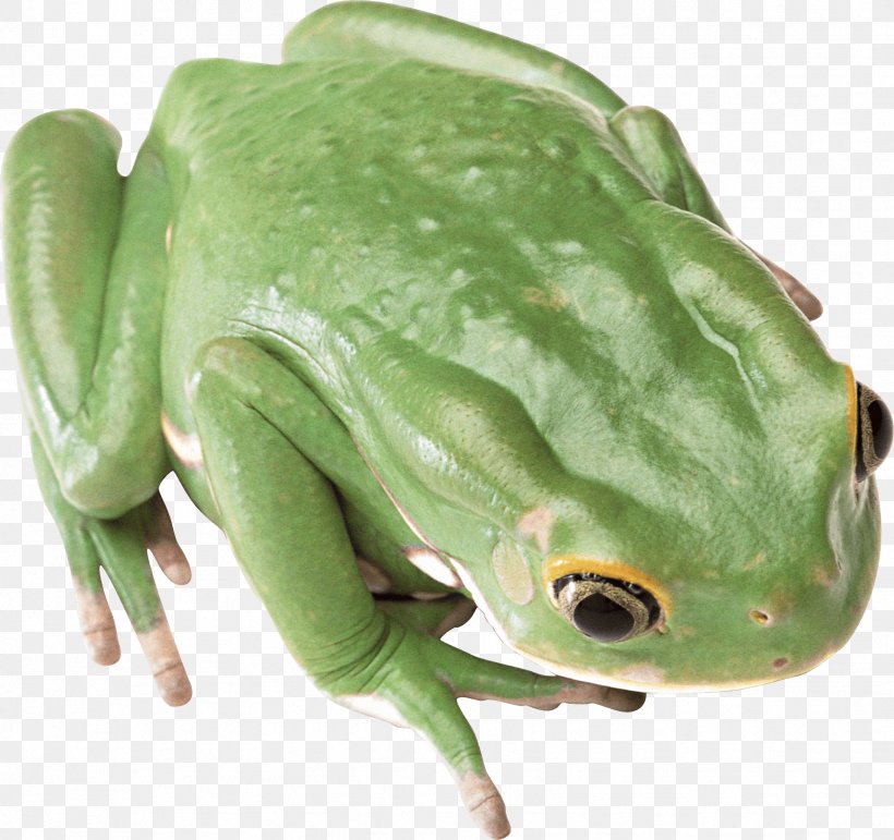 Frog, PNG, 1734x1632px, Frog, Amphibian, Edible Frog, Green And Black Poison Dart Frog, Image File Formats Download Free