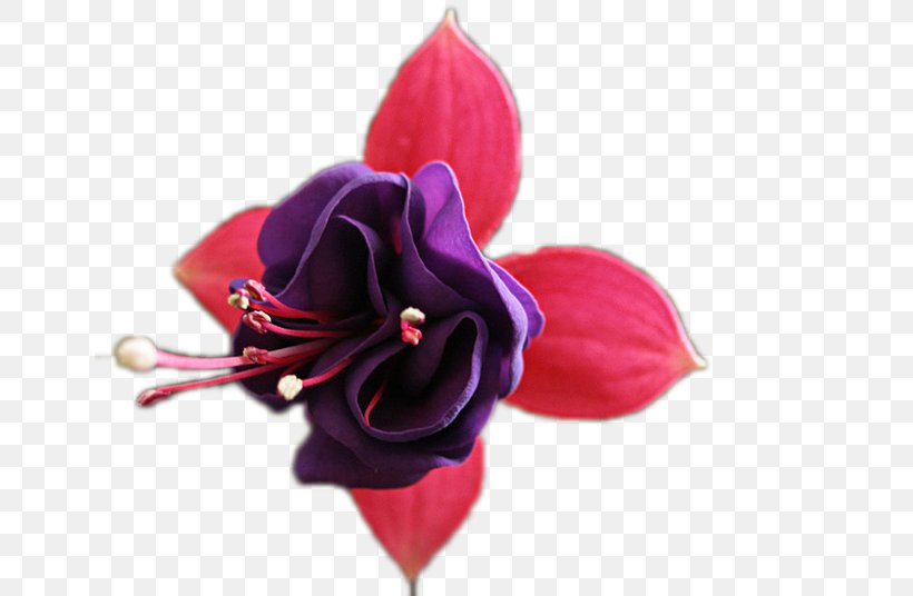 Hybrid Fuchsia Flower Ампельные растения Plant, PNG, 650x536px, Hybrid Fuchsia, Color, Cut Flowers, Floriculture, Flower Download Free