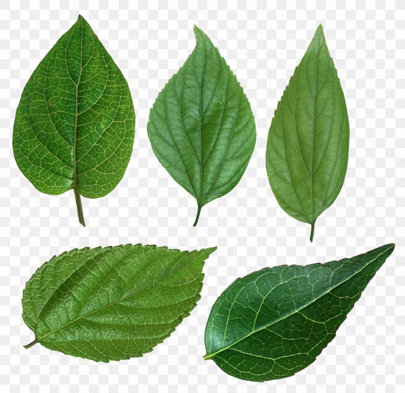 Leaf Green Chloroplast Clip Art, PNG, 2363x2297px, Leaf, Bladnerv, Breathing, Chloroplast, Green Download Free
