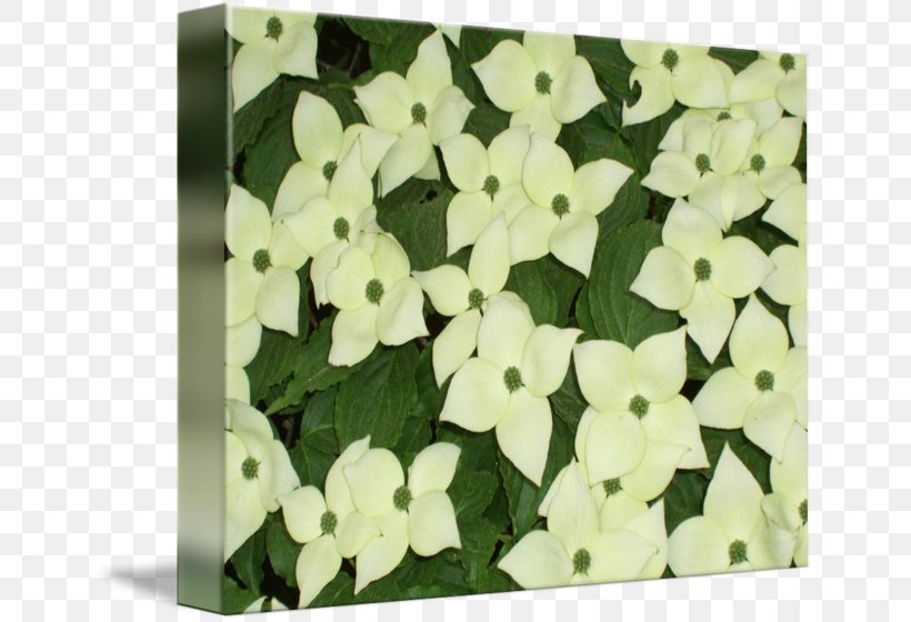 Petal Floral Design Leaf, PNG, 650x560px, Petal, Floral Design, Flower, Leaf, Plant Download Free