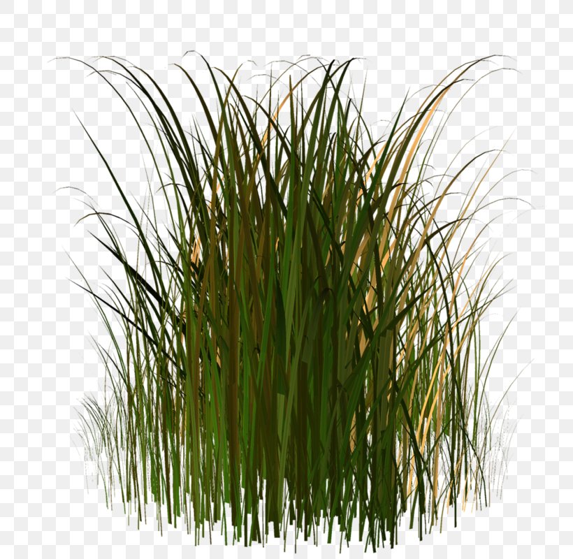 Plant Stem Straw Lawn, PNG, 779x800px, 2017, Plant Stem, Chrysopogon, Chrysopogon Zizanioides, Commodity Download Free