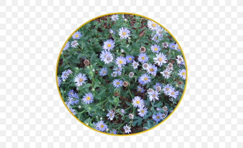 University Of California, Davis Arboretum Native Plant Groundcover Garden, PNG, 500x500px, Native Plant, Annual Plant, Arboretum, Aster, Bee Download Free