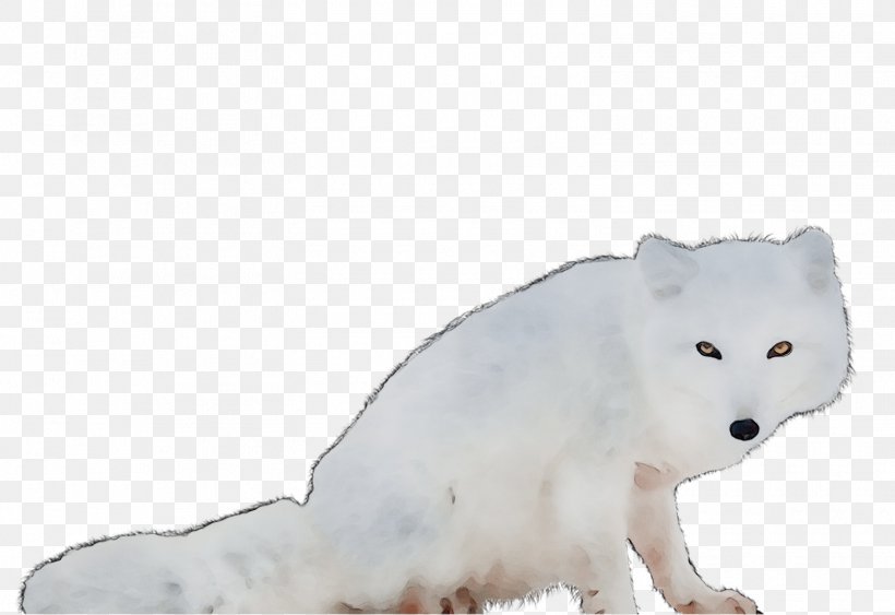 Arctic Fox Bear Fur Whiskers Fauna, PNG, 1570x1079px, Arctic Fox, Animal Figure, Arctic, Bear, Canidae Download Free