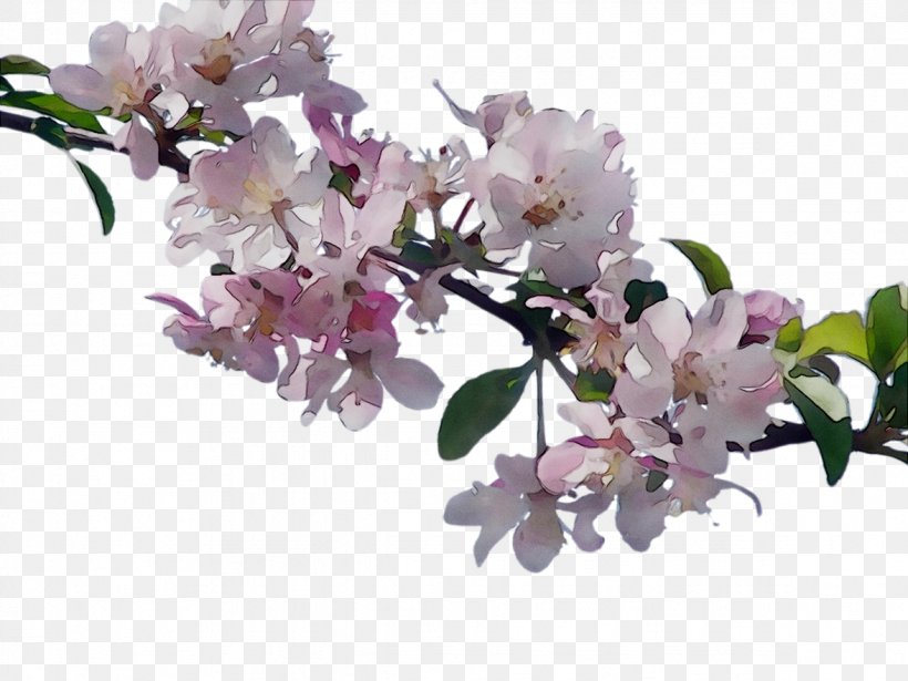 Cherry Blossom ST.AU.150 MIN.V.UNC.NR AD Flowering Plant Cherries, PNG, 1176x882px, Blossom, Branch, Cherries, Cherry Blossom, Cut Flowers Download Free