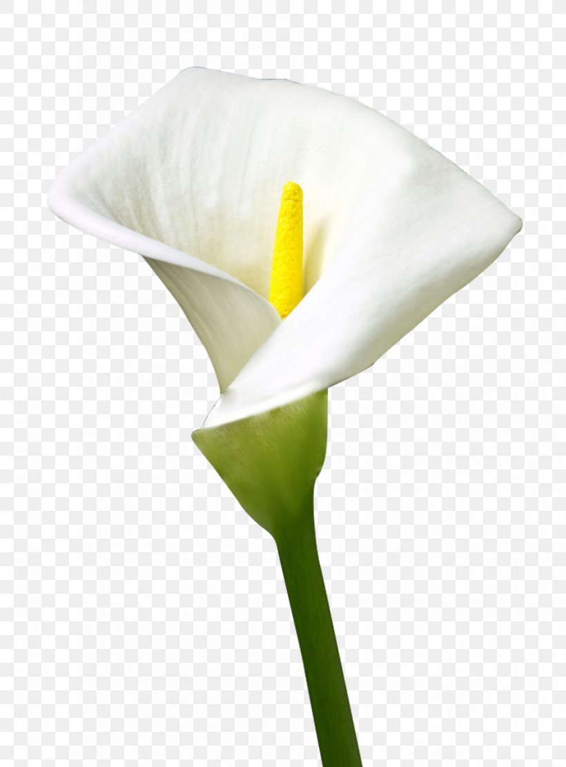 Easter Bunny Easter Egg Flower, PNG, 944x1280px, Easter Bunny, Alismatales, Arum, Arum Family, Arumlily Download Free