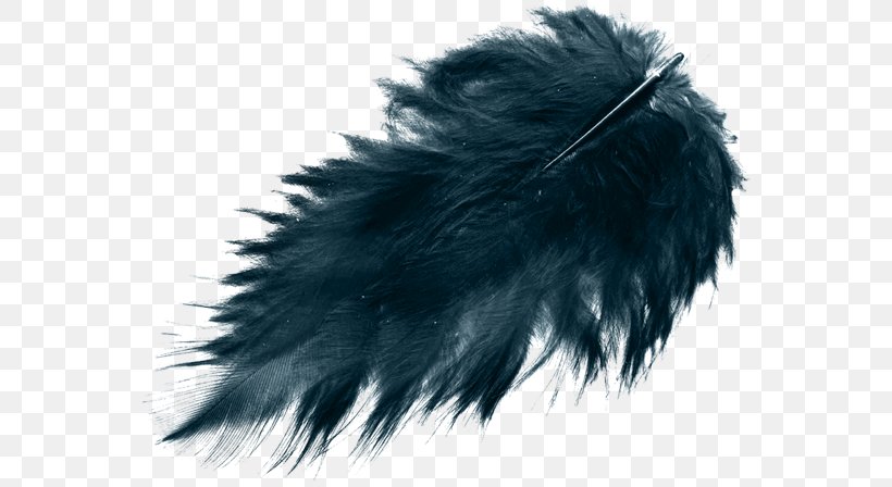 Feather Bird Black Color, PNG, 561x448px, Feather, Bird, Black, Blog, Color Download Free