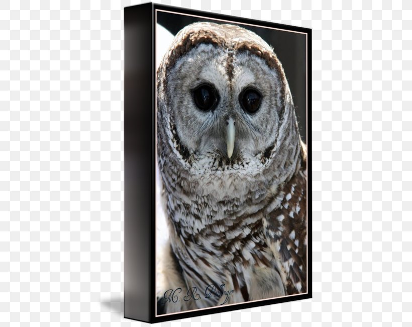 Great Grey Owl Great Horned Owl Beak Close-up, PNG, 435x650px, Great Grey Owl, Beak, Bird, Bird Of Prey, Closeup Download Free