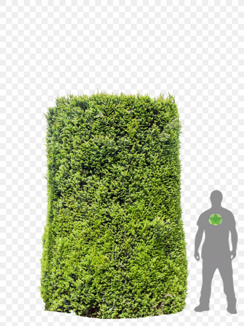 Hedge Shrub Tree, PNG, 900x1200px, Hedge, Evergreen, Grass, Plant, Shrub Download Free