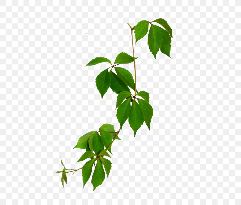 Leaf Branch Green Clip Art, PNG, 700x700px, Leaf, Branch, Flowerpot, Green, Houseplant Download Free