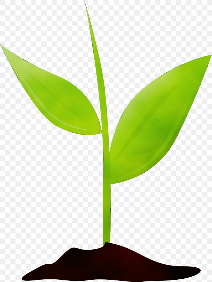Leaf Flower Plant Plant Stem Houseplant, PNG, 1786x2371px, Watercolor, Anthurium, Flower, Flowering Plant, Houseplant Download Free